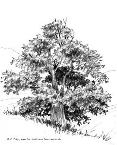 Baum Bleistift Evelyn Filep